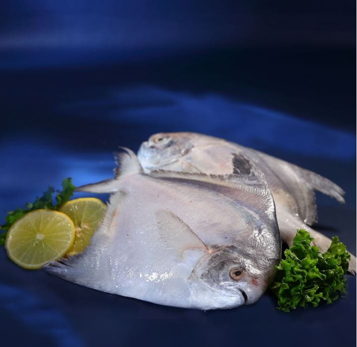Premium white pomfret fish 500g – whole cleaned paplet by SeaFiesta